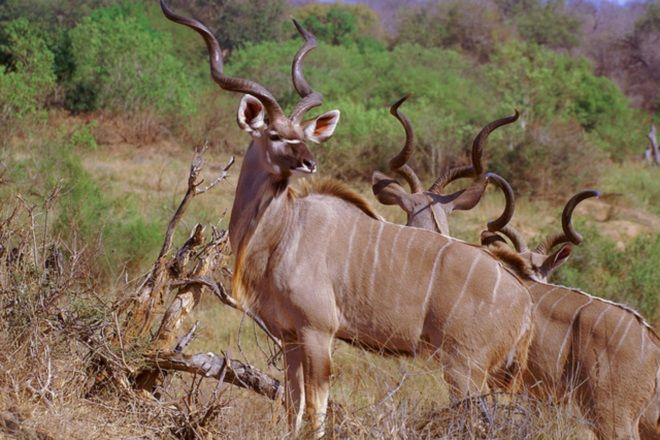 _Game_Farm_kudu_